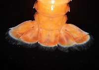 紅斑後海螯蝦藏品圖，第4張
