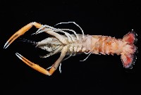 臺灣後海螯蝦藏品圖，第3張