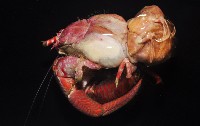 鱗片真寄居蟹藏品圖，第4張