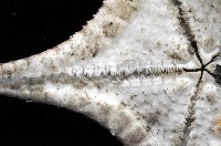 細(窄)花海星藏品圖，第3張
