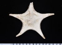 細(窄)花海星藏品圖，第4張