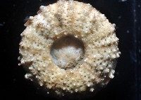 芮氏刻肋海膽藏品圖，第3張