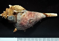 未知種海葵(海葵目)藏品圖，第1張