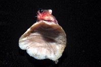 未知種海葵(海葵目)藏品圖，第3張