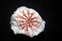 未知種海葵(海葵目)藏品圖，第4張