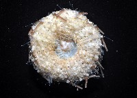 芮氏刻肋海膽藏品圖，第3張