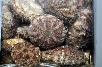 芮氏刻肋海膽藏品圖，第4張