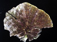 裂邊毛餅海膽藏品圖，第2張