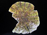 裂邊毛餅海膽藏品圖，第4張