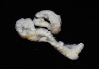 二段海鞘之一種藏品圖，第3張