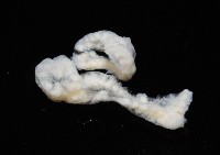 二段海鞘之一種藏品圖，第4張