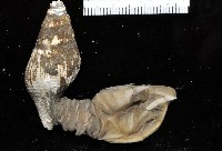 日本阿南鎧茗荷藏品圖，第1張