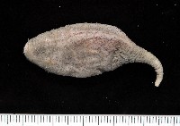 未知種芋參藏品圖，第1張