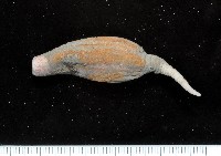 未知種芋參藏品圖，第4張