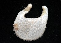 雙手高球參藏品圖，第2張