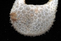 雙手高球參藏品圖，第4張