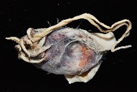 未知種異烏賊藏品圖，第2張
