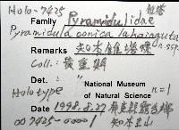 知本錐塔螺藏品圖，第8張
