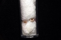 知本錐塔螺藏品圖，第5張