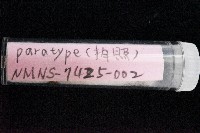 知本錐塔螺藏品圖，第6張