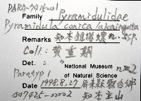 知本錐塔螺藏品圖，第8張