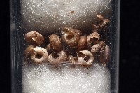 知本錐塔螺藏品圖，第4張