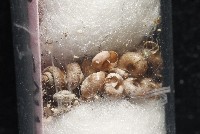 知本錐塔螺藏品圖，第5張