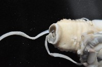 未知種中燐蟲藏品圖，第6張