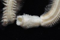 未知種齒吻沙蠶藏品圖，第3張