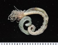襟首葉蟄蟲藏品圖，第4張
