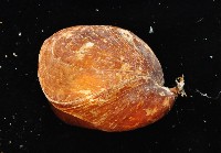 未知種酸漿貝藏品圖，第3張