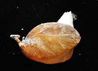 未知種酸漿貝藏品圖，第5張