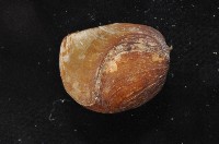 未知種酸漿貝藏品圖，第6張