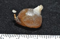未知種酸漿貝藏品圖，第7張