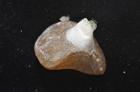 未知種酸漿貝藏品圖，第8張