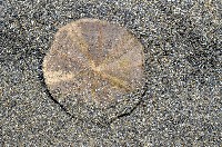 扁平蛛網海膽藏品圖，第2張