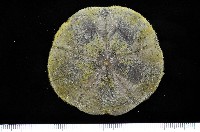 扁平蛛網海膽藏品圖，第3張