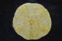 扁平蛛網海膽藏品圖，第4張
