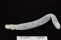 光裸(裸體)方格星蟲藏品圖，第4張
