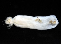 未知種鑽沙海葵藏品圖，第2張