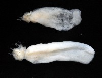 未知種鑽沙海葵藏品圖，第3張