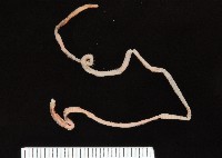 未知種吻沙蠶藏品圖，第2張