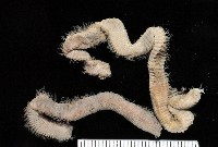 未知種磯沙蠶藏品圖，第1張