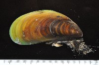 綠殼菜蛤藏品圖，第1張