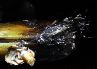綠殼菜蛤藏品圖，第3張