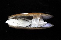 西施舌藏品圖，第2張