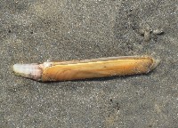 竹蟶藏品圖，第2張