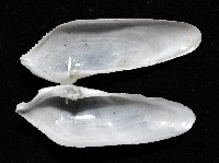 馬尼拉鷗蛤藏品圖，第3張