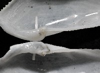 馬尼拉鷗蛤藏品圖，第4張