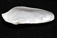 馬尼拉鷗蛤藏品圖，第6張